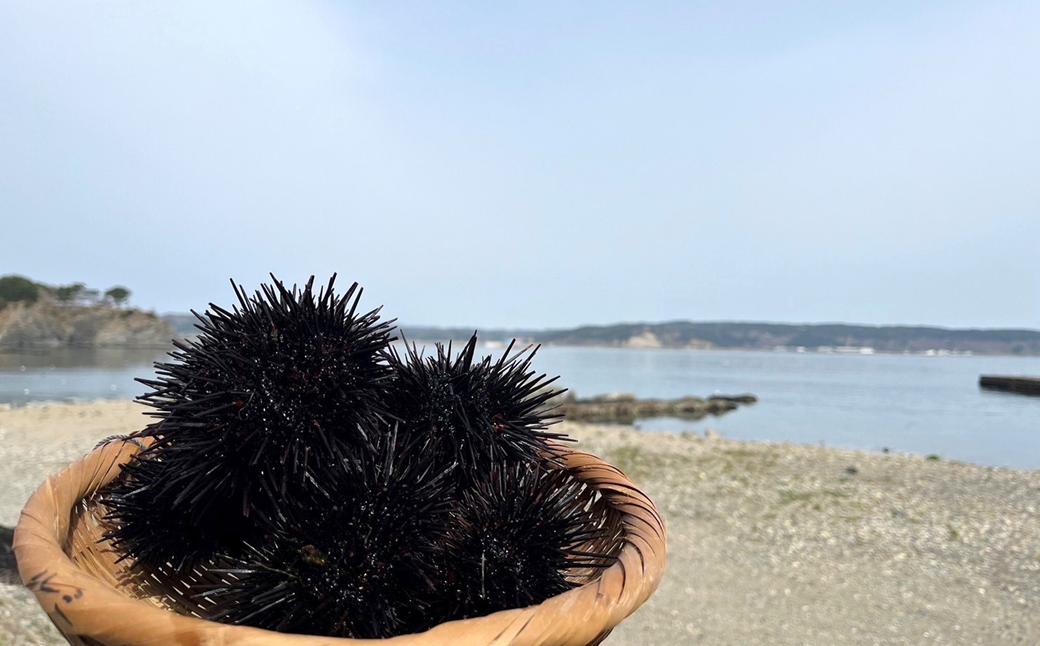 「2025年発送分」【ミョウバン不使用！】生うに 60ｇ×４本　岩手 三陸 久慈 瓶 小分け 冷蔵 60ｇ 4本 生 雲丹 ウニ 新鮮 添加物不使用 ミョウバン不使用 送料無料 配送指定日不可 ８月上