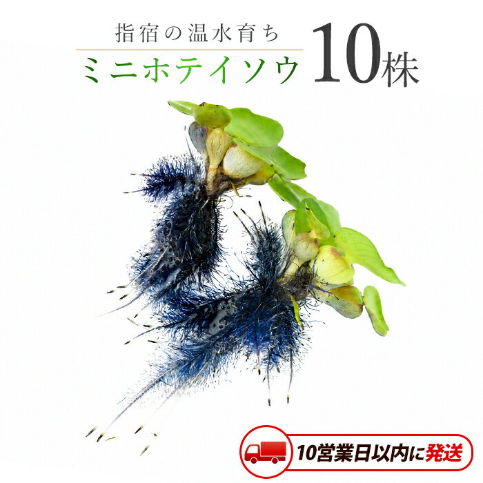 【ふるさと納税】【10営業日以内に発送】【温水育ち】ミニホテイソウ10株 ※北海道・沖縄・離島配送不可※ ホテイ草 水草 ミニ メダカ 飼育 ペット 生き物 魚 初心者 水槽 アクアリウム【otofarm】