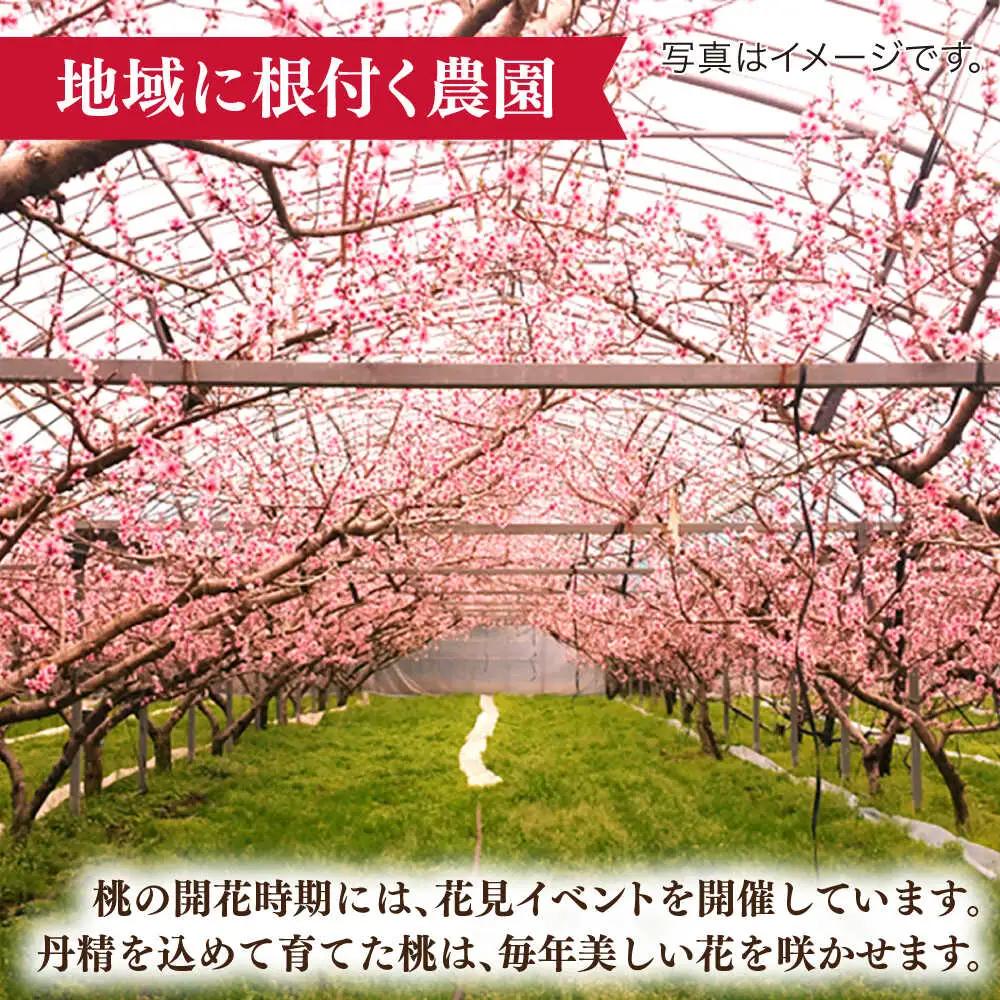 【2027年6月-発送】【2回定期便】南島原の桃を食べ比べ 化粧箱入り 計2kg 日川白鳳 夢富士 あかつき なつっこ / 桃 もも ハウス桃 フルーツ 果物 / 南島原市 / ふくはちファーム[SB
