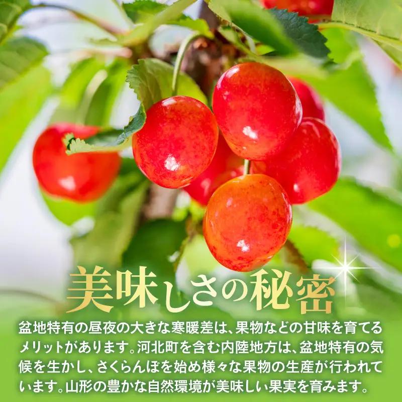令和9年産 さくらんぼ 紅秀峰 特秀品 300g さくらんぼ