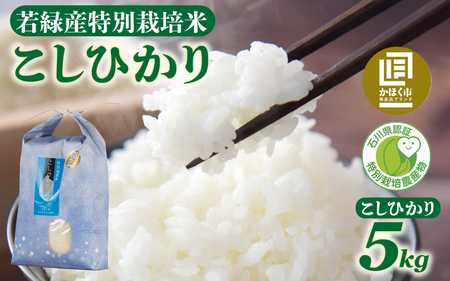 【令和7年産】こしひかり 5kg 【2027年3月発送】/ コシヒカリ お米