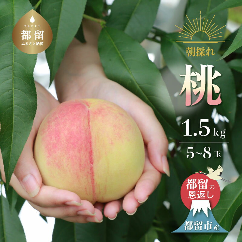 【ふるさと納税】【2026年 先行予約】日本一の産地 山梨県産　朝採れ桃約 1.5kg以上 (5〜7玉）| 山梨県 都留市産 都留の桃 数量限定 産地直送 山梨直送 送料無料　桃　モモ　もも