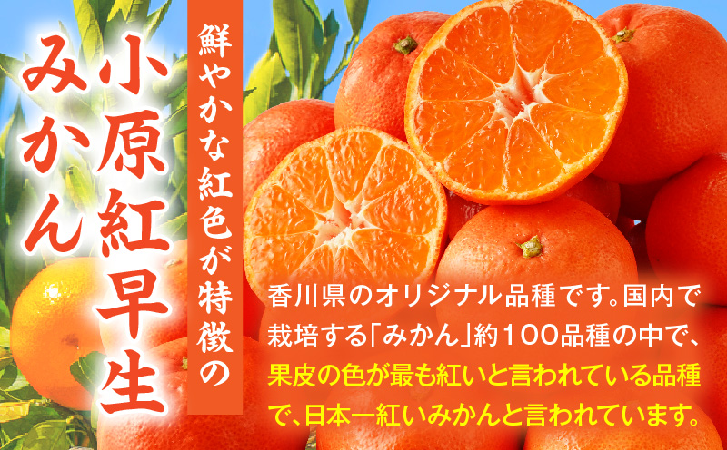【先行受付】小原紅早生みかん約3.0kg【香川県共通返礼品】 | 小原紅早生 甘い みかん ミカン 柑橘 柑橘系 果物 フルーツ 青果 デザート グルメ おすすめ 贈答 贈り物 贈答用 ギフト プレゼ