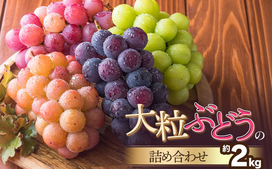 
                  【令和8年産先行予約】　大粒ぶどうの詰合せ　約2kg　山形県鶴岡産　産直あぐり　K-852　| ブドウ 葡萄 食べ比べ 果物 くだもの フルーツ 2キロ 旬 期間限定 2026年産 人気 美味しい お取り寄せ 返礼品
                