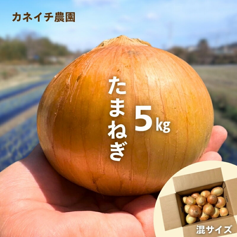 【ふるさと納税】玉ねぎ 5kg 混サイズ カネイチ農園｜玉ねぎ たまねぎ タマネギ 玉葱 カレー シチュー 肉じゃが スープ サラダ 大阪 河内長野 料理 先行予約 国産 大阪エコ農産物 甘い玉ねぎ 野菜 食育