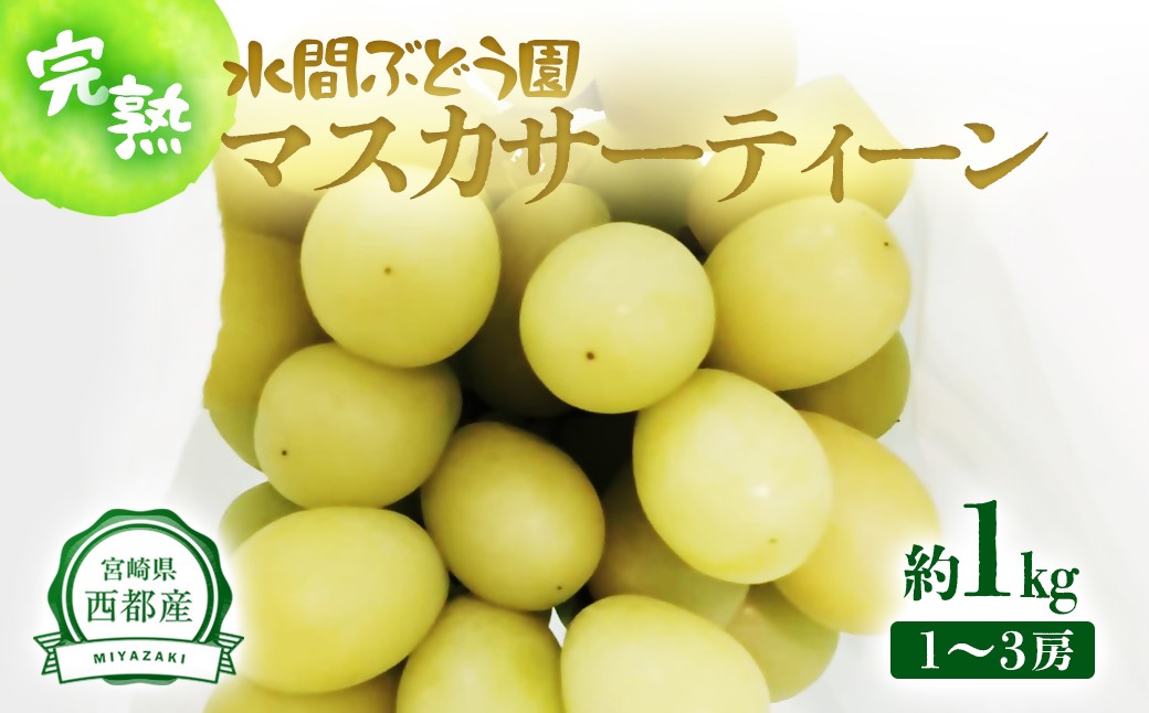 
                  【水間ぶどう園】希少！マスカサーティーン 1kg 1~3房  西都産完熟ぶどう 水間ぶどう園【先行予約】16-6a
                
