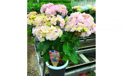 福岡県育種開発のあじさい【筑紫恋風】鉢植え　5.5号鉢【あじさい 花 鉢植え ガーデニング 福岡 筑前町 おすすめ ふるさと納税 送料無料 AE054】