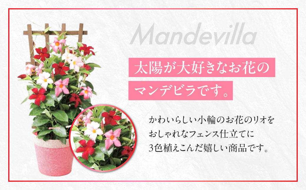《母の日までにお届け》マンデビラ リオ 3色MIX フェンス仕立て 花 花 鉢植え 鉢 鉢花 花 観葉植物 植物 5号鉢 人気 おしゃれ かわいい 母の日 プレゼント 贈り物 贈答 ギフト 冬 フラワ