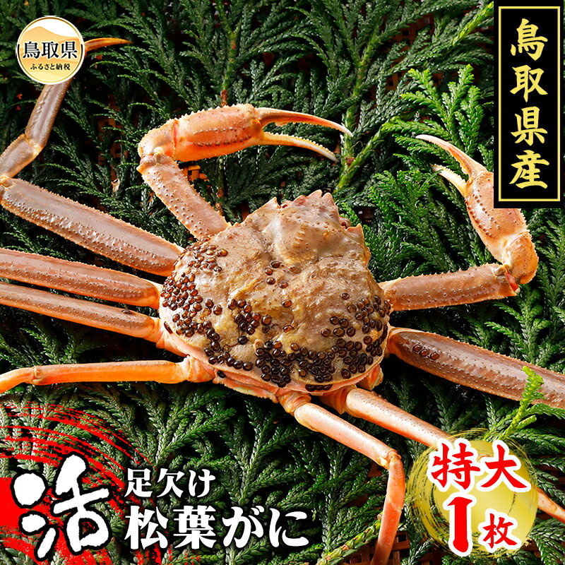 【ふるさと納税】E24-016 鳥取県産　活足欠け松葉がに【期間限定】