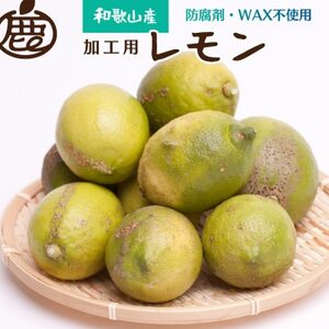 加工用黒潮レモン3kg+90g(傷み補償分)【有田産】【防腐剤・WAX不使用】【訳あり】【果汁用】【配送不可地域：離島・北海道・沖縄県】【1306160】