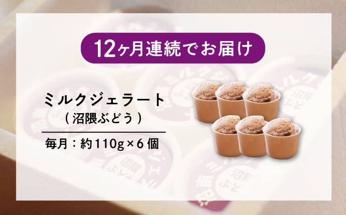 【全12回定期便】沼南ミルクジェラート 沼隈ぶどう ６個　アイス  ぶどう  アイス アイスクリーム デザート スイーツ ご当地 広島県福山市/甚ごろう [BAEC044]