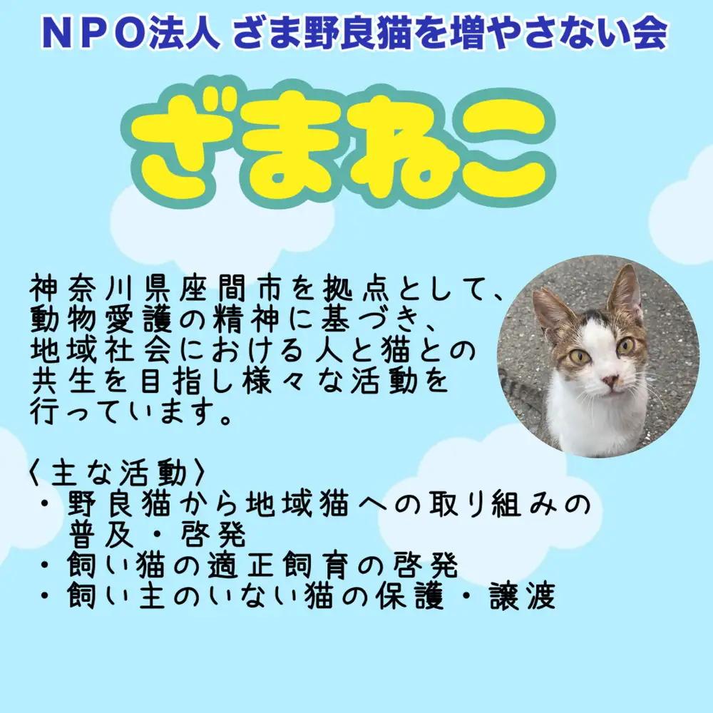 【返礼品なし】地域猫・保護猫譲渡活動支援　NPO法人ざま野良猫を増やさない会 11,000円 | 猫 ねこ 動物 保護 愛護 譲渡 保護活動 応援 支援 寄附