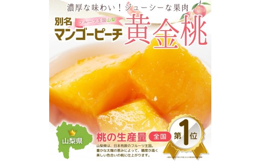 朝もぎ直送「黄金桃」5～8玉 約2kg規格箱入り【高機能共選機使用】選び抜かれた桃《もも 先行予約》 2026年 夏 発送 山梨県産 モモ/ フルーツ 果物 くだもの 人気 産地直送/厳選  贈答 贈