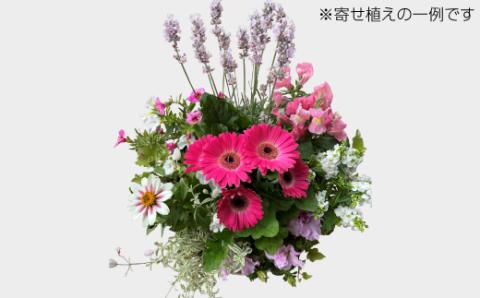 カーデニングコンシェルジュが育てた季節の花 寄せ植え[高島屋選定品］京都・南丹市八木町　021N345