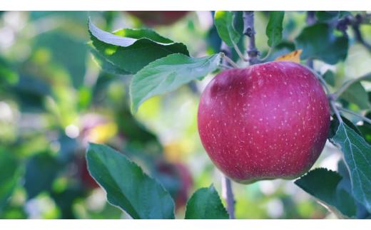 【2025年先行予約】山とりんご 家庭用 紅玉 5kg ｜ リンゴ りんご 林檎 果物 フルーツ 果実 果汁 紅玉 家庭用 長野県 松川村 北アルプス 信州