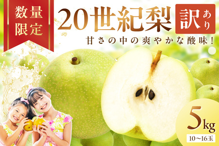 【2026年先行予約】京丹後産 和梨 二十世紀 5kg（10～16玉）《8月下旬以降発送》