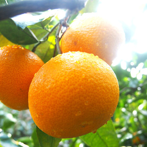 U6226n_【2026年先行予約】紅八朔 秀品 約10kg Lサイズ 和歌山県有田産