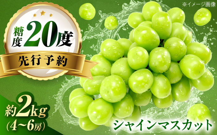 【先行予約】シャインマスカット 約2kg1箱（4房〜6房）＜2026年8月中旬から発送＞/ シャインマスカット マスカット ますかっと ぶどう ブドウ 葡萄 愛媛県 愛媛 内子町 フルーツ 果物 送料無料 美味しい おすすめ 人気 皮ごと 特産品 国産 四国 【有限会社ふじブドウ園】 [BKCW005]