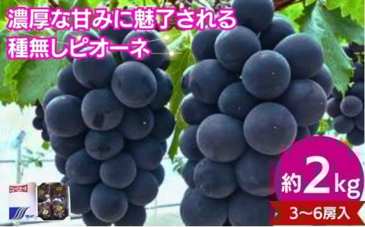 ピオーネ 約2kg 3~6房入 種なし 冷蔵 配送 ぶどう 葡萄 ブドウ フルーツ 果物 くだもの デザート 果実 美味しい 人気果物 人気フルーツ 旬のフルーツ 旬の果物 ふるさと納税ぶどう ふるさと納税ピオーネ 香川県 丸亀市