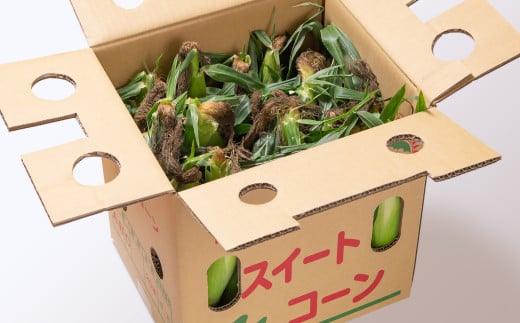 【先行予約】西都市産朝どれ スイートコーン『ゴールドラッシュ約7㎏（18～22本）』2026年発送＜1.2-24＞とうもろこし 野菜 宮崎県西都市