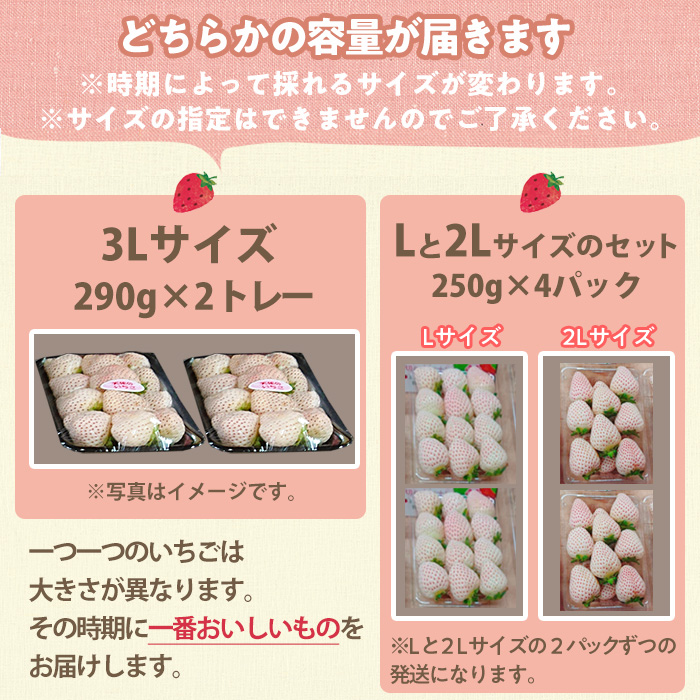 No.1139 ＜先行予約受付中！＞白いちご エンジェルエイト(約580g～1kg) 国産 九州産 鹿児島 日置市 生鮮食品 苺 イチゴ 白苺 果物  フルーツ 天使のいちご【ままりあ農園】