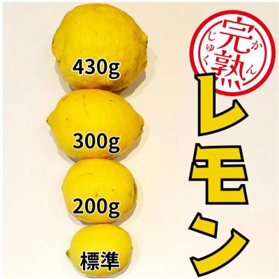 ふるさと納税 上島町 ブルーレモンファームの太陽をたっぷり浴びたドデカレモン 木なり完熟レモン 3kg 【冷蔵便】 |  | 01