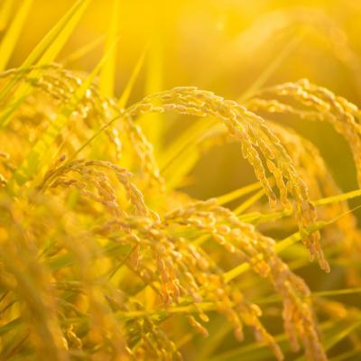 ふるさと納税 養父市 令和7年産新米・2025年9月以降発送【ブランド別格米30kg】 |  | 03