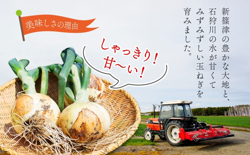 北海道 新しのつ産 玉ねぎ Lサイズ 約20kg オホーツク222 北も
