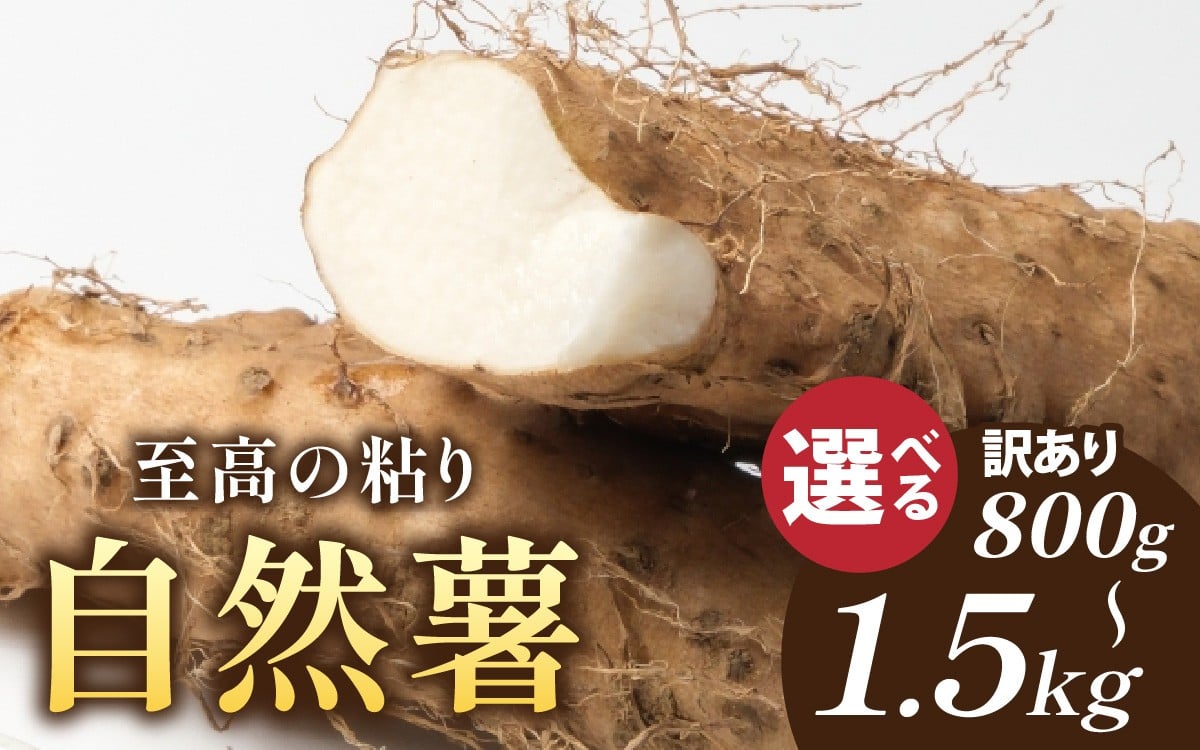 
                  【期間限定】【選べるサイズ】国産 自然薯 800ｇ～1.5kg　とろろ 山芋 ヤマイモ 自然薯 とろろ お取り寄せ ギフト グルメ 贈答 プレゼント  国産 安心 福井 北陸  南越前町 ごはん お米 送料無料 とろろごはん
                