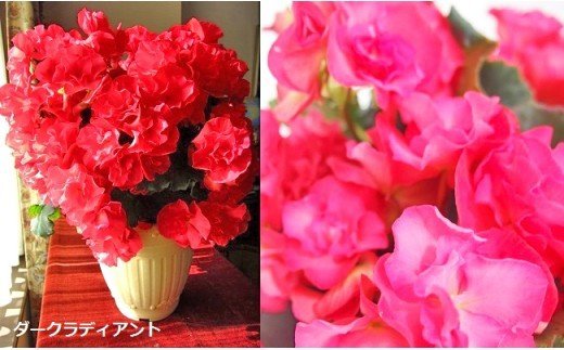 ベゴニア鉢植え「おまかせセット」