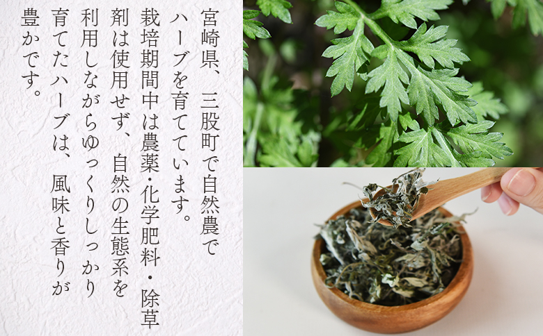 ＜よもぎ＞15g 1袋 国産 野草シリーズ 乾燥 お茶 飲み物 野草酒 料理 ポプリ 化粧品 入浴剤 染料 肥料 アレンジ ハーブティー 持ち運びに便利 プチギフト プレゼント 宮崎県 三股町【MI7