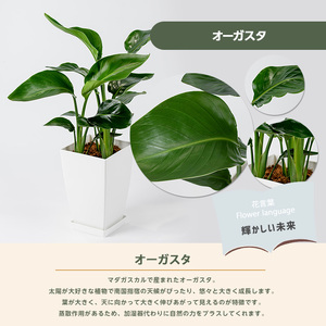 3月上旬～発送【観葉植物】オーガスタ60cm～80cm(Green Base/014-1377) 南国鹿児島県で育った 観葉植物！植物 鉢付 インテリア 室内 オフィス おしゃれ プレゼント ギフト 