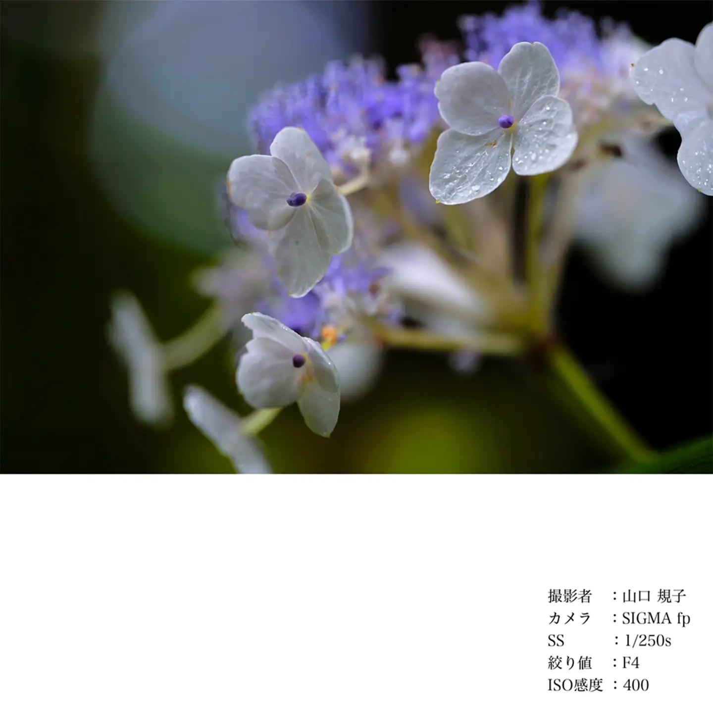 SIGMA 105mm F2.8 DG DN MACRO｜Art【ソニーEマウント】カメラ　レンズ　家電
