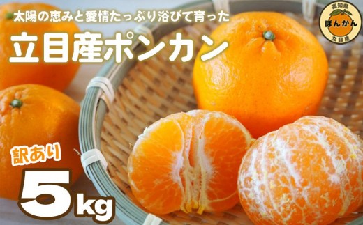 立目産 ポンカン 訳あり 5kg サイズ混合 家庭用 立目 ブランド 果物 フルーツ 冬 柑橘 2027年 収穫分 みかん 蜜柑 デザート 高知県 須崎市 AF001
