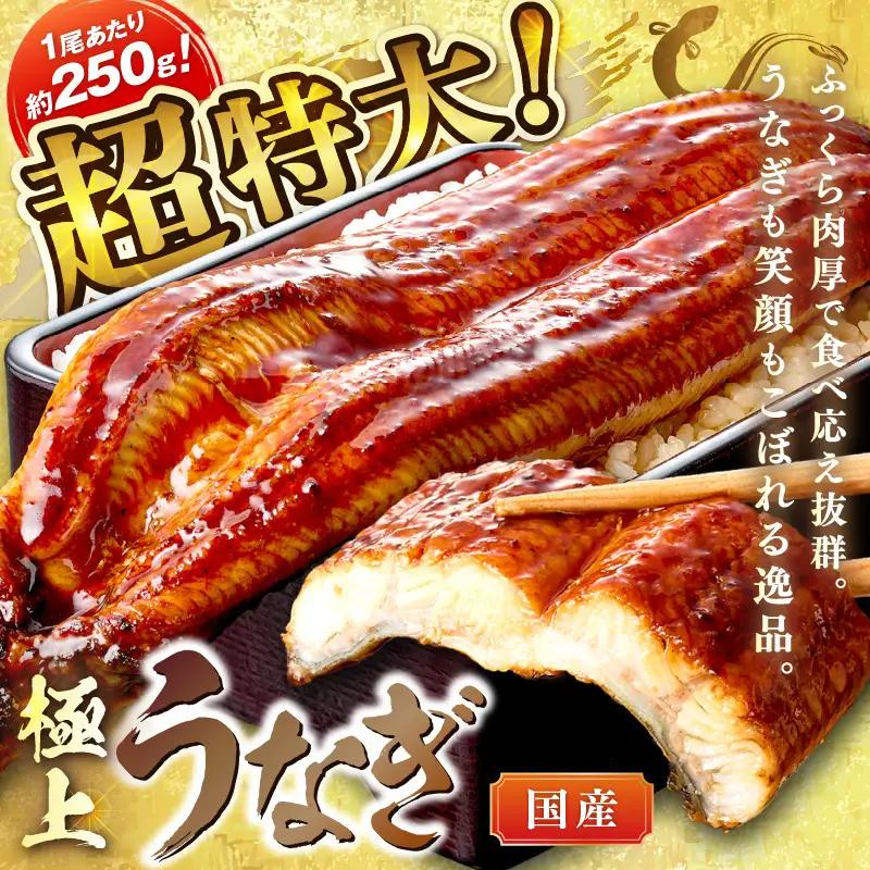 【国産鰻】うなぎ蒲焼き 2尾 合計500g前後 | うなぎ