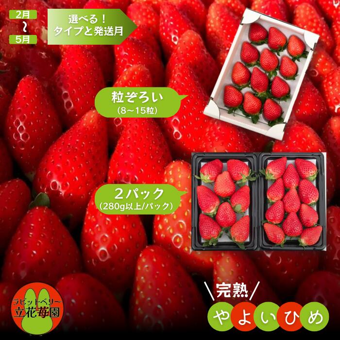 【ふるさと納税】イチゴ いちご 苺 やよいひめ 立花苺園の 完熟イチゴ ラビットベリー 千葉県八街市 八街
