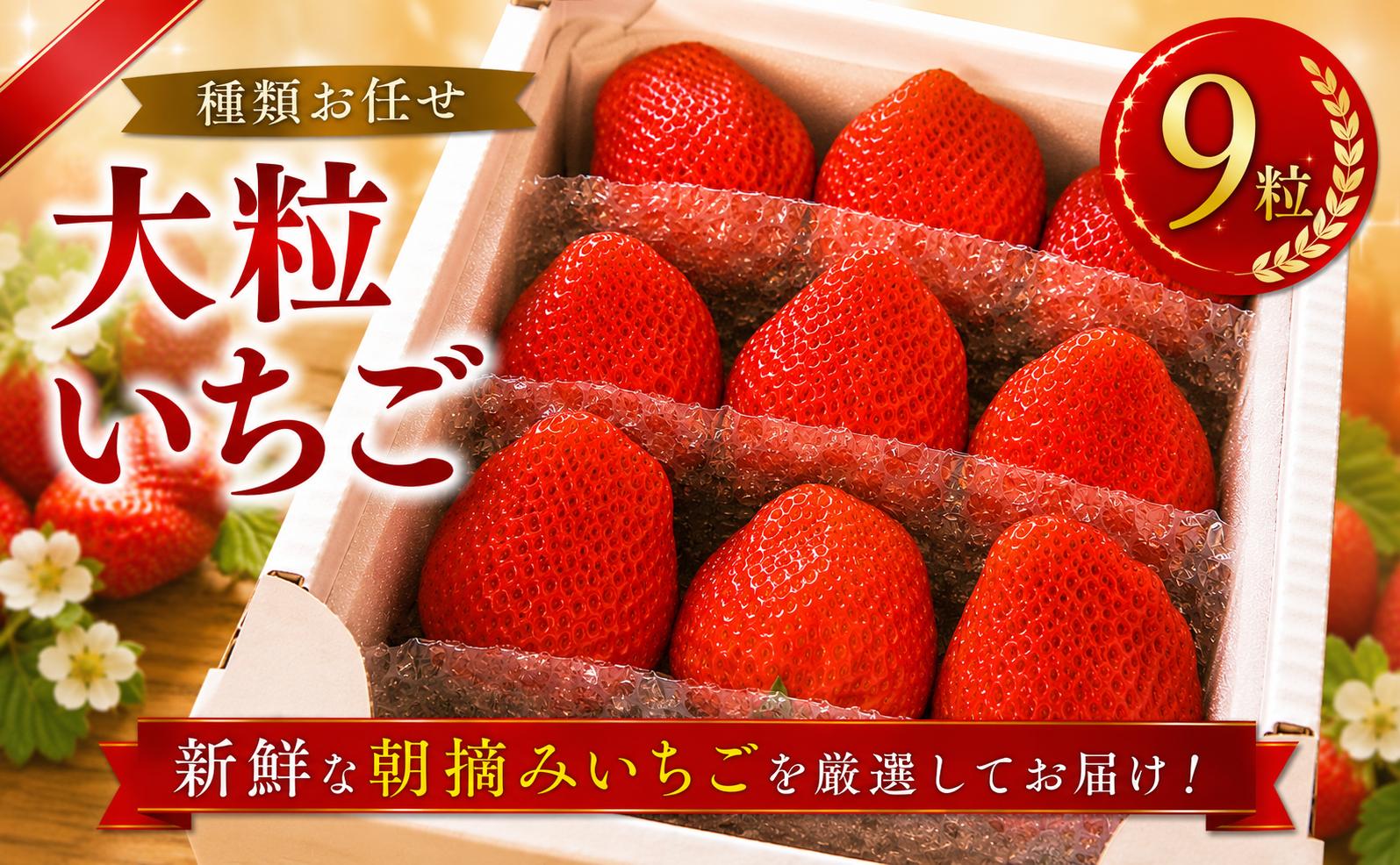 
                  大粒 いちご 9粒 種類お任せ 旬 【先行予約 1月発送】 苺 おいCベリー かおり野 スターナイト チーバベリー やよいひめ よつぼし ぽりっちご ベリーポップすず 果物 甘い スイーツ デザート イチゴ ichigo ストロベリー strawberry フルーツ 贈答 ユカルヒ農園 東金 千葉
                