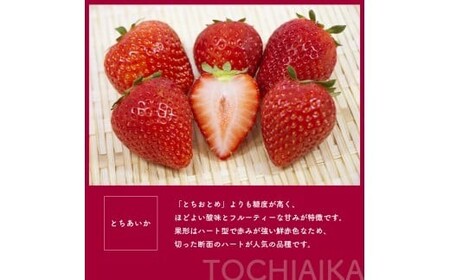[3月以降発送][期間限定] 栃木県産 いちご とちあいか 12～15粒 × 2P 先行予約 選べる発送月 定期便3回｜栃木県産 矢板市産 フルーツ スイーツ デザート 果物 果実 産地直送 栃木県 