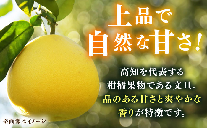 【先行予約】高知県産 訳あり 土佐文旦 約10kg 〈2025年2月～発送〉 / 傷 シミの訳アリ 大容量 ぶんたん 文旦 訳あり わけあり 果物 【株式会社　四国健商】 [ATAF038]