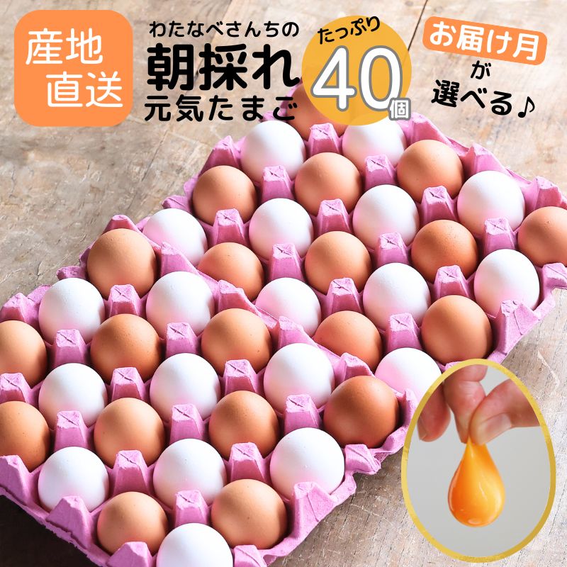 【ふるさと納税】朝採り卵 たっぷり40個(36個＋割れ補償4個) 選べる 配送月 濃厚で 新鮮！ 美味しい 卵 TKG わたなべさんちの元気たまご 20個×2パック 新潟県 糸魚川 フェルエッグ 卵かけご飯 オムレツ 朝食 卵料理 美味しい 卵焼き 玉子