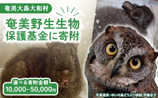 【選べる寄附額】奄美野生生物保護基金 返礼品なし 自然保護 野生生物保護 アマミノクロウサギ 世界自然遺産 鹿児島県  奄美大島  大和村