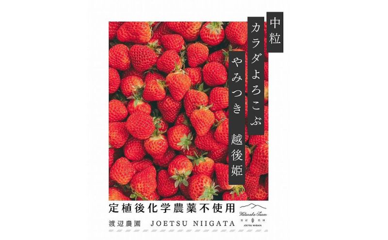 いちご 中粒 カラダよろこぶ やみつき 越後姫 約200g×2パック (18～22粒入り) イチゴ 苺 上越市 新潟