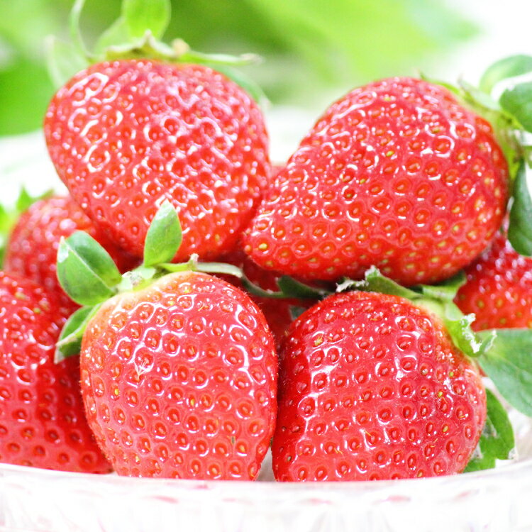 【ふるさと納税】 【期間限定発送】 いちご ゆめのか 250g × 4パック Lサイズ 以上 [ひらど新鮮市場 長崎県 平戸市 hr42bgy400008] 苺 イチゴ ストロベリー 果物 フルーツ 1kg 小分け