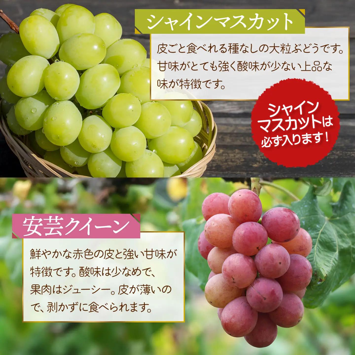【令和8年産先行予約】 ぶどう詰め合わせ（品種おまかせ） 2kg（3～4房）　山形県鶴岡市　鶴岡中央青果　| ぶどう ブドウ 葡萄 果物 くだもの フルーツ 食べ比べ 2キロ 旬 期間限定 2026年