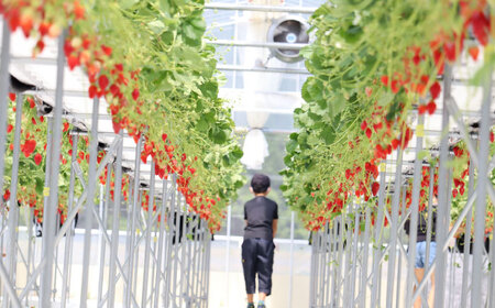 冷凍いちご 1kg / 苺 いちご イチゴ 冷凍 冷凍イチゴ 冷凍苺 / 恵那市 クリエイティブファーマーズ[AUAH023]