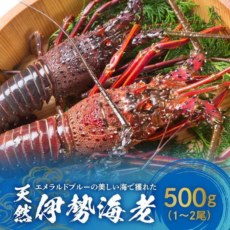 エメラルドブルーの美しい海で獲れた天然伊勢海老500g（1～2尾）！ W057-001u 冷凍 海鮮 エビ