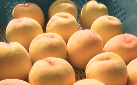 先行予約 黄桃 約3kg（9玉～11玉入り） [8月下旬から発送予定] 令和7年度 贈答用 新潟県三条市産 桃（黄桃） [三次郎農園] 【015S019】