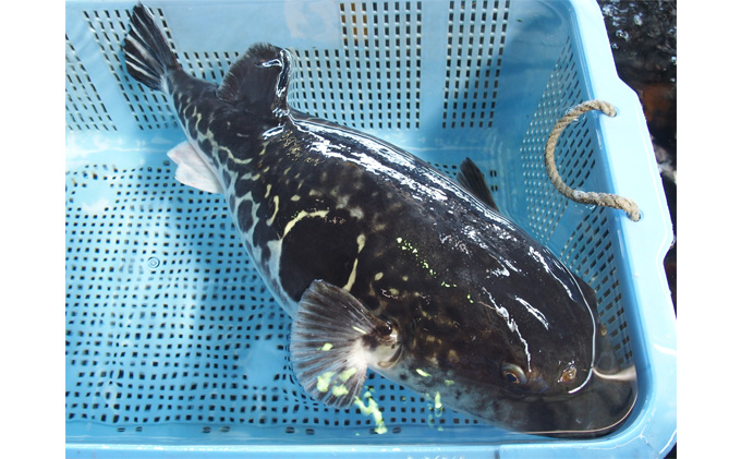 遠州灘天然とらふぐ（2人前）鍋セット【配達不可：離島】 