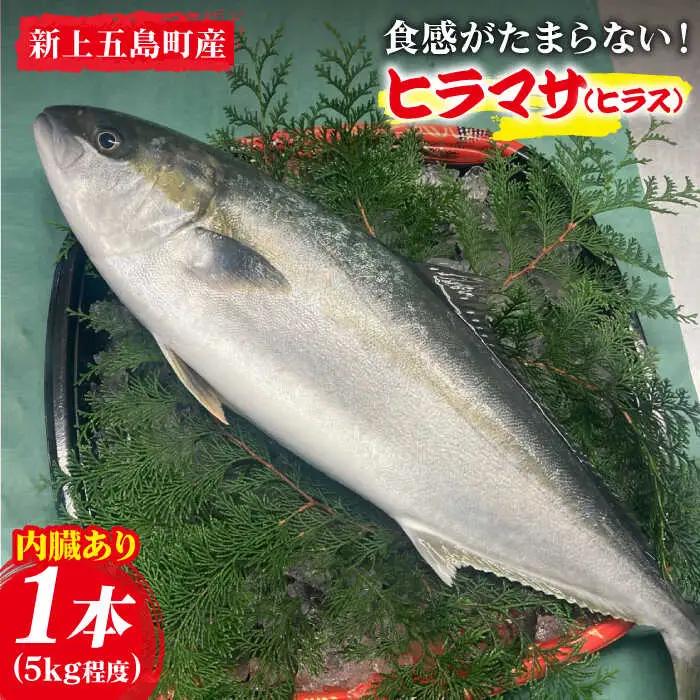 新上五島町産養殖ヒラマサ（ヒラス）1本[RBP005] ヒラマサ ヒラス ヒラマサ ヒラス ヒラマサ ヒラス ヒラマサ ヒラス ヒラマサ ヒラス ヒラマサ ヒラス ヒラマサ ヒラス九州 長崎