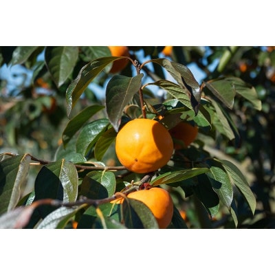 かすみがうら市産 完全甘柿「陽豊」と「富有」セット 3.5kg以上(9～12個)